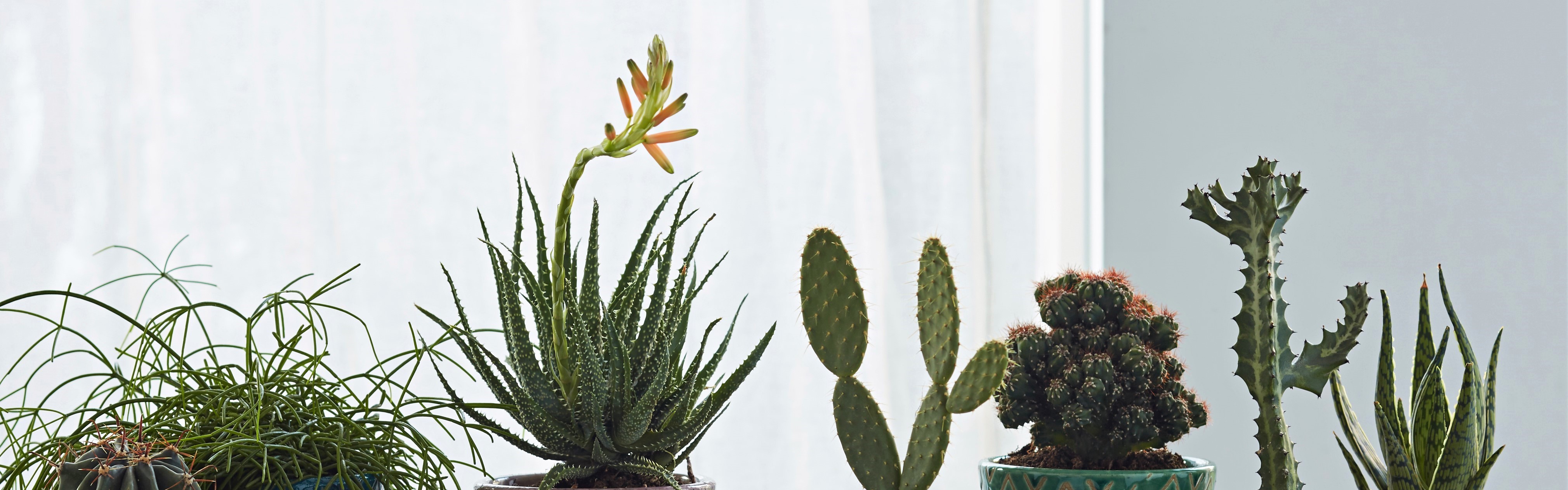 Como trazer o jardim para dentro de casa!